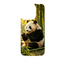 Wild Kingdom - Panda