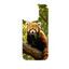 Wild Kingdom - Red Panda
